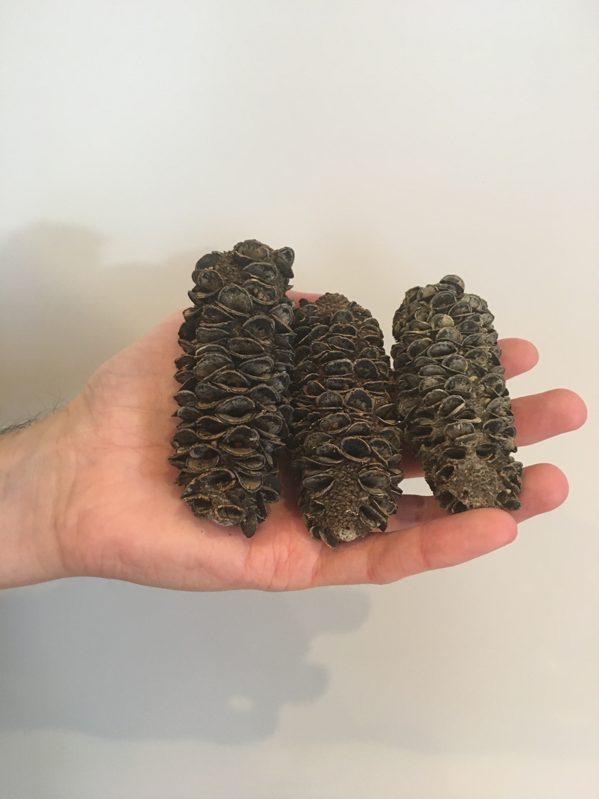 Banksia Cones