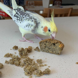 cockatiel snacking on harrison's bird bread