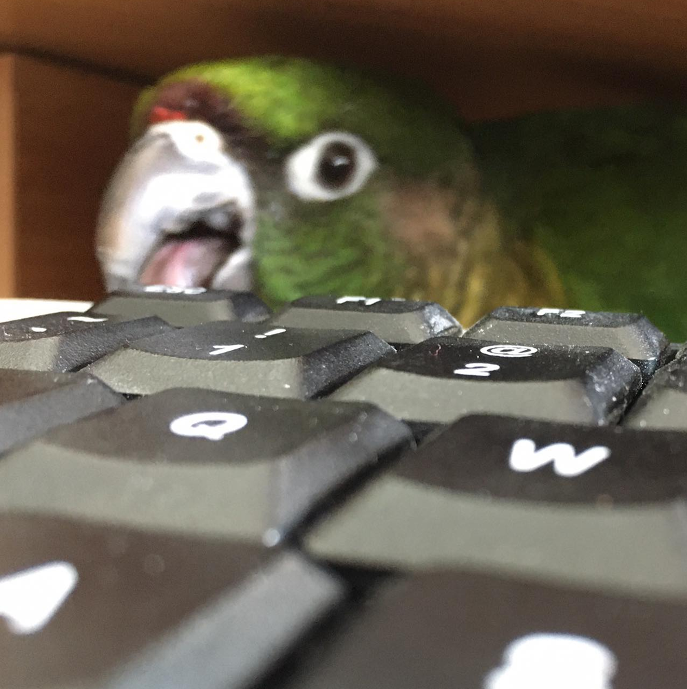 bird playing in a keyboard