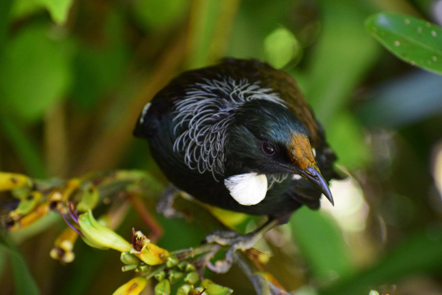 Tui on a branch