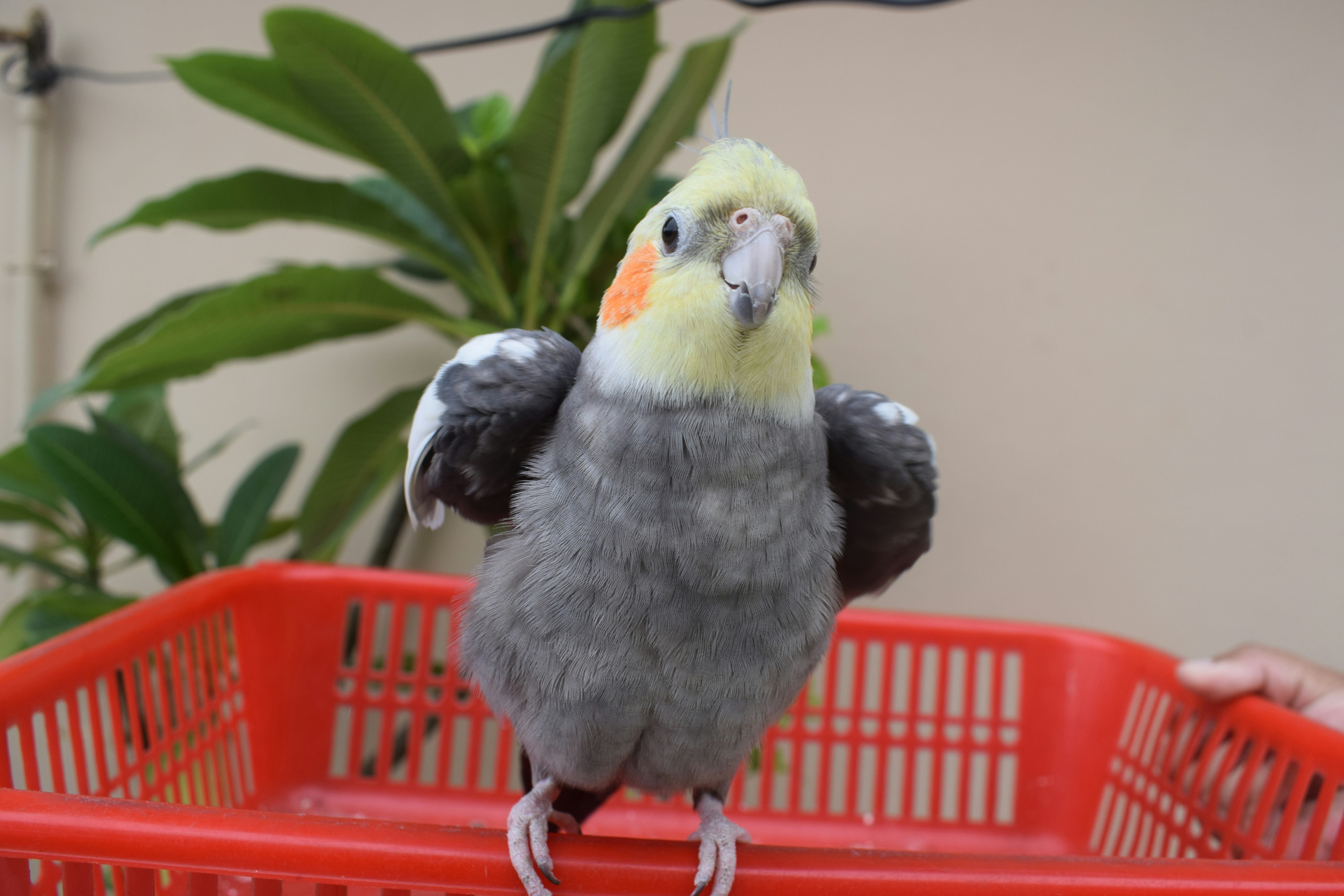 Cockatiel standing on a shopping basket. Photo by Saqib Iqbal Digital on Unsplash.