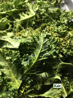 A pile of freeze-dried green kale leaves.