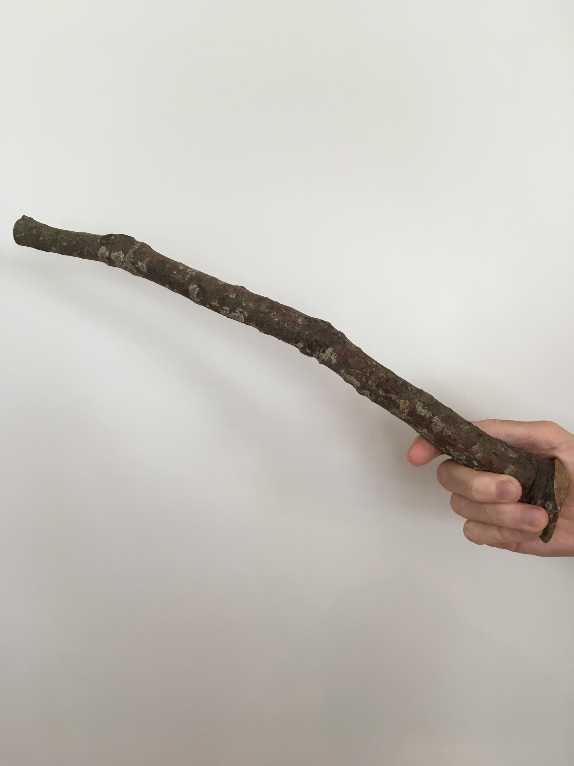 Kauri Perch – Parrot Treats
