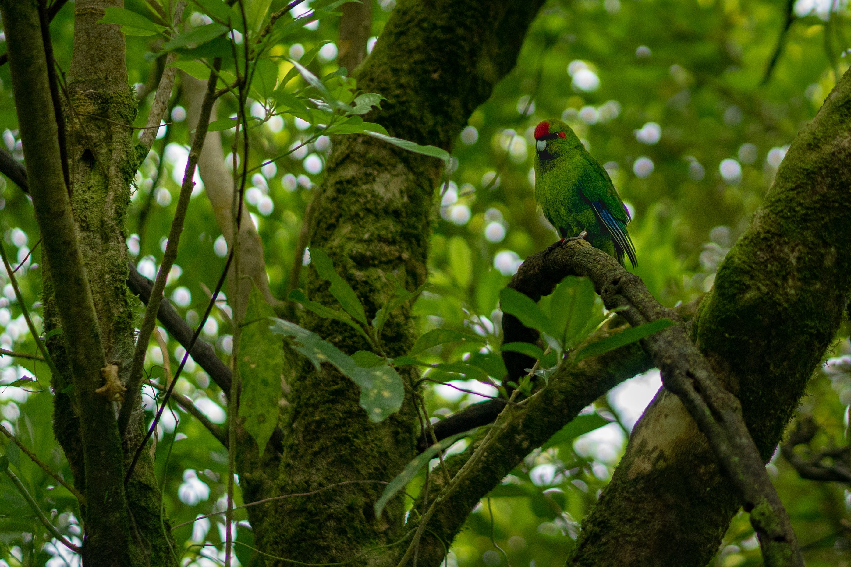 kakariki on a tree, largely green background