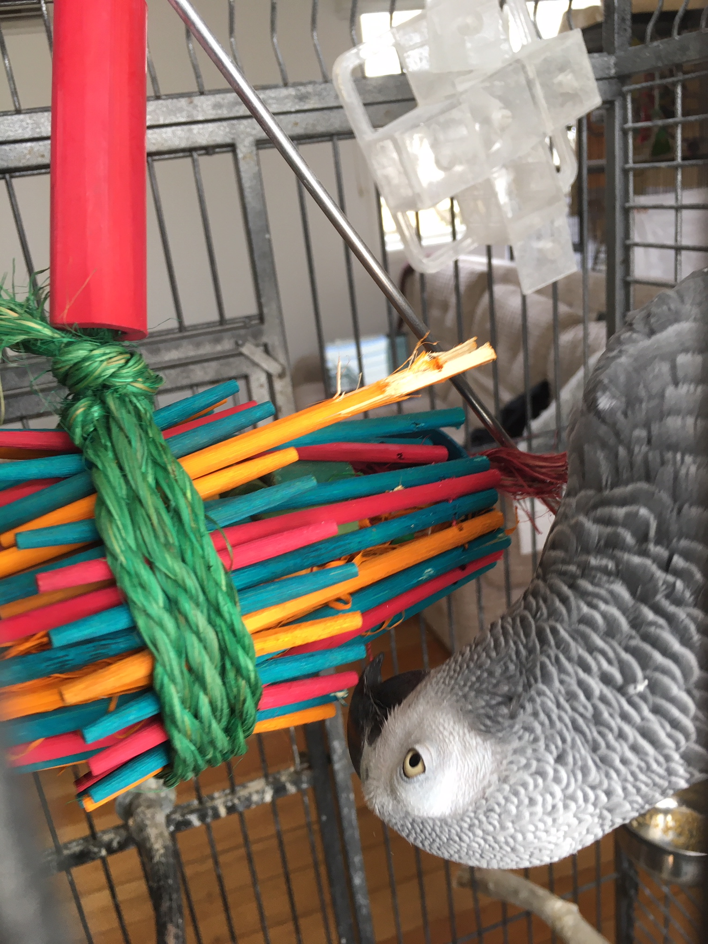 african grey parrot investigating the chopsticks toy