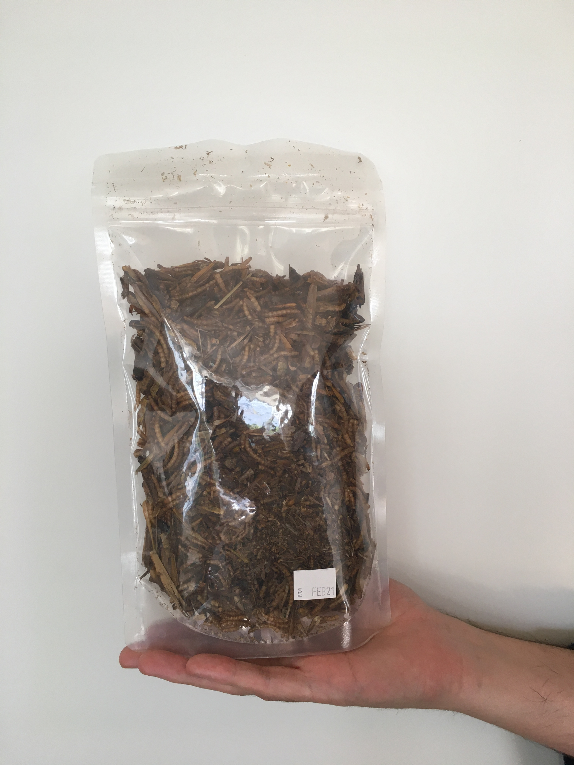 Insect Medley